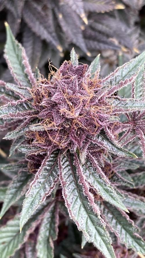 CN#6 Pora’s Purple Clones (Relentless). Week 11