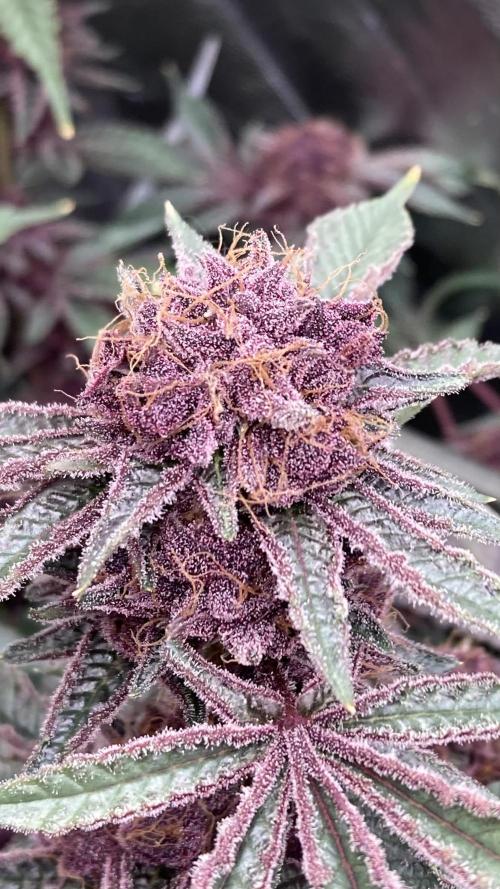 CN#6 Pora’s Purple Clones (Relentless). Week 11