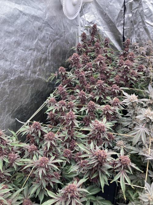 CN#6 Pora’s Purple Clones (Relentless). Week 11