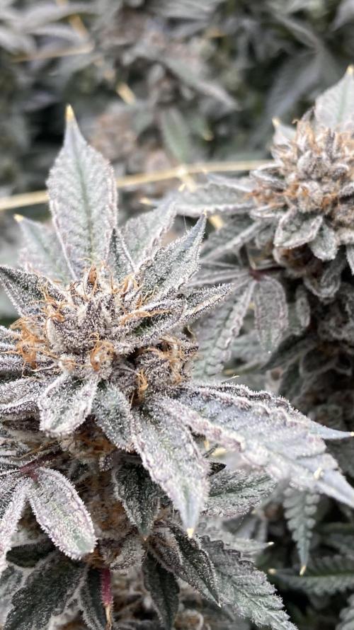 CN#2 Clones (Relentless Genetics). Week 11