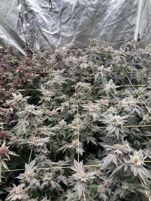 CN#2 Clones (Relentless Genetics). Week 11