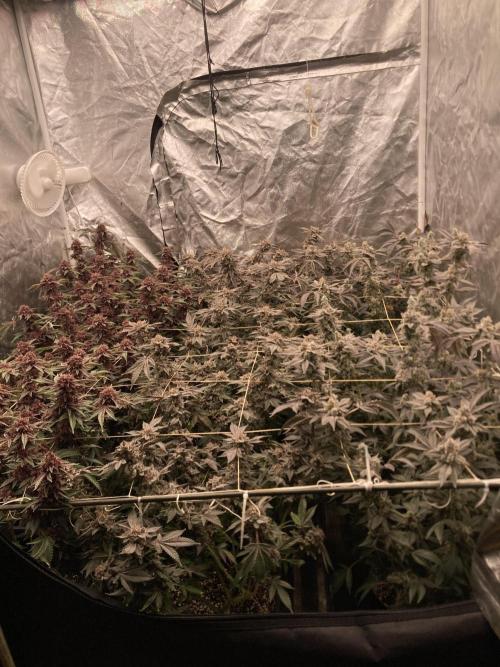 Colorado Nightshifter. Week 11