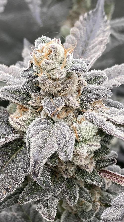 Gas Cream Runtz Clones (LIT Farms). Week 11