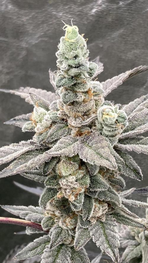 Gas Cream Runtz Clones (LIT Farms). Week 11