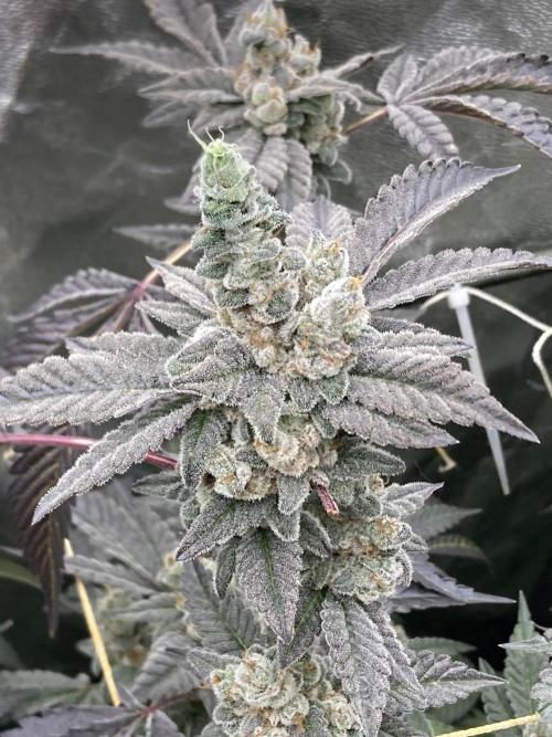 Gas Cream Runtz Clones (LIT Farms). Week 11