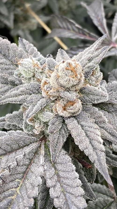 Gas Cream Runtz Clones (LIT Farms). Week 11