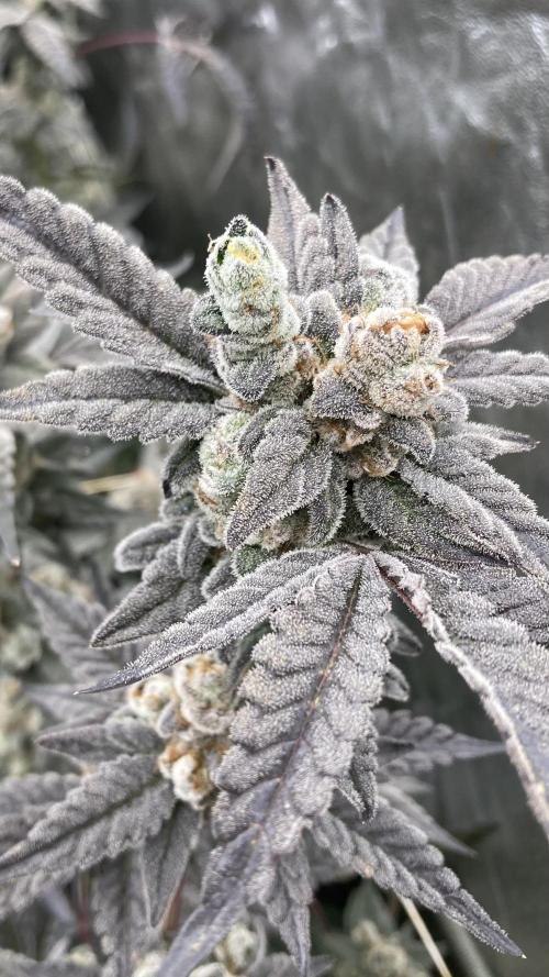 Gas Cream Runtz Clones (LIT Farms). Week 11