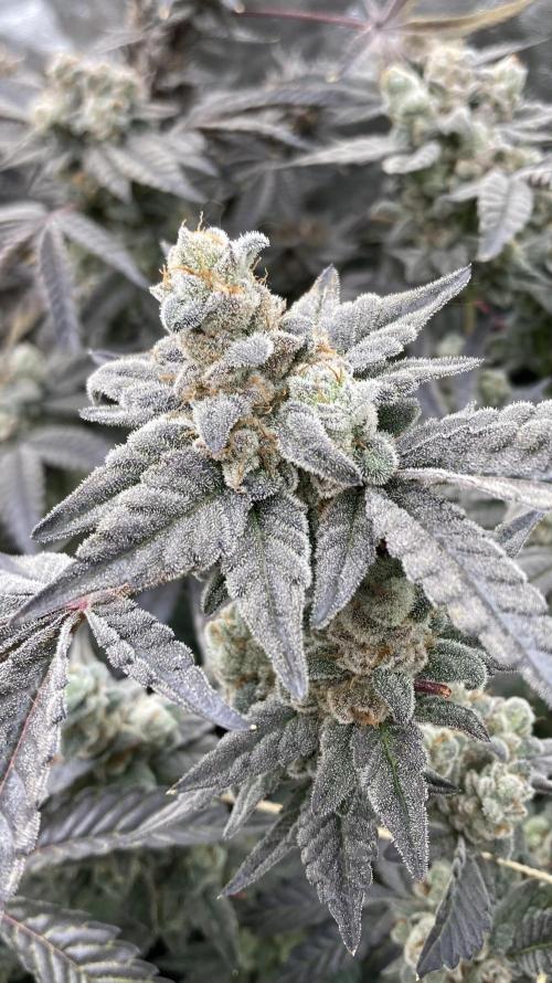 Gas Cream Runtz Clones (LIT Farms). Week 11
