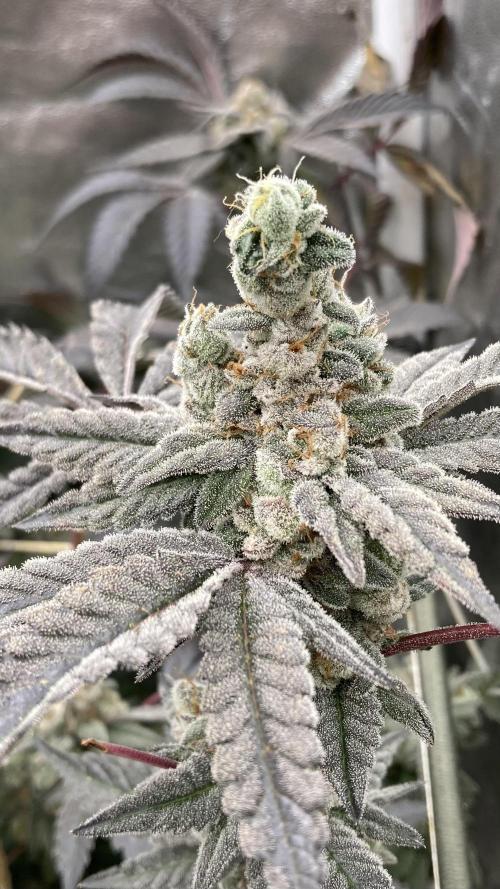 Gas Cream Runtz Clones (LIT Farms). Week 11