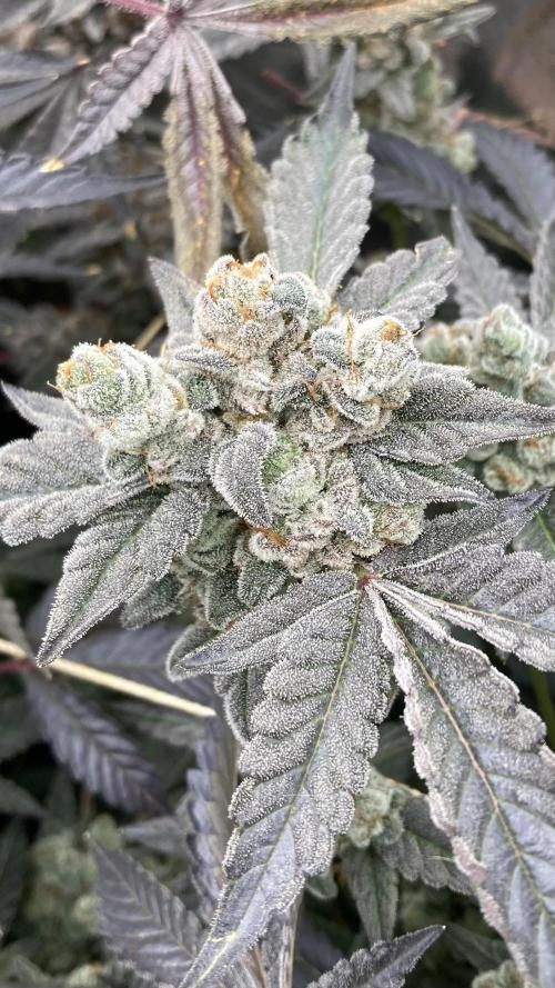 Gas Cream Runtz Clones (LIT Farms). Week 11
