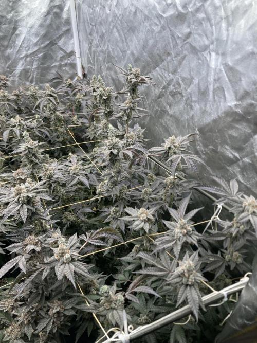 Gas Cream Runtz Clones (LIT Farms). Week 11