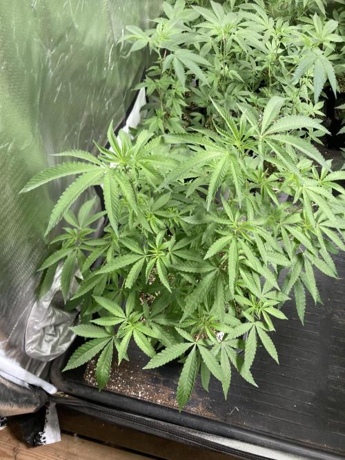 Apples & Bananas x Zoda (Umami Seed Co). Week 11