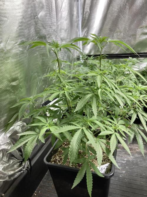 Apples & Bananas x Zoda (Umami Seed Co). Week 11