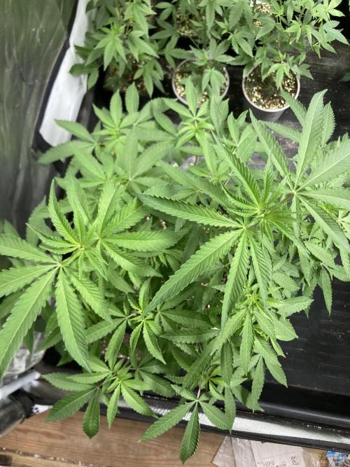 Apples & Bananas x Zoda (Umami Seed Co). Week 11