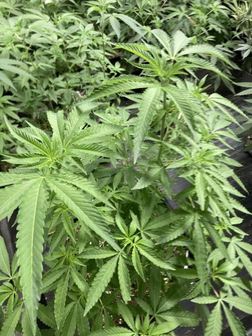 Apples & Bananas x Zoda . Week 11