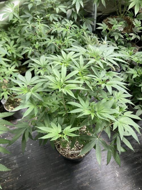 Black Rainbow (LIT Farms). Week 14