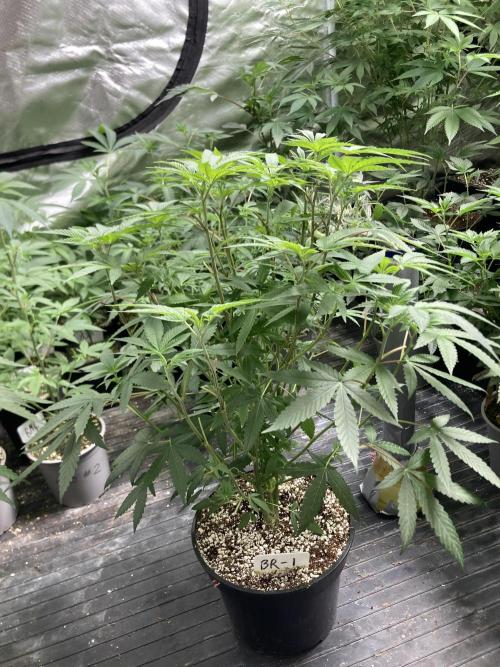 Black Rainbow (LIT Farms). Week 14