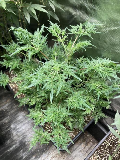 Frosty’s Purple Freak (Khalifa). Week 11