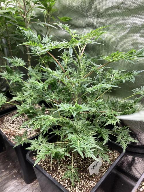 Frosty’s Purple Freak (Khalifa). Week 11