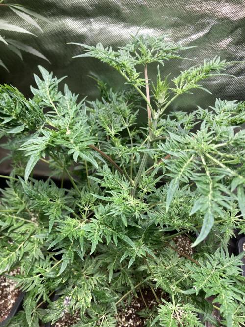 Frosty’s Purple Freak (Khalifa). Week 11