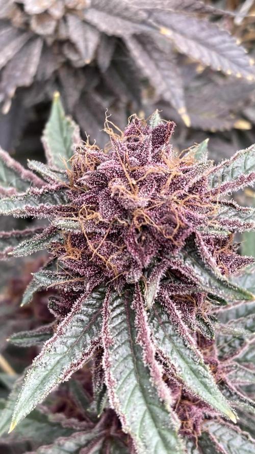 CN#6 Pora’s Purple Clones (Relentless). Week 12