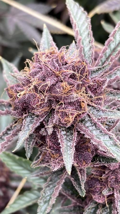 CN#6 Pora’s Purple Clones (Relentless). Week 12