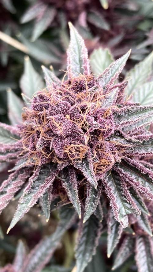 CN#6 Pora’s Purple Clones (Relentless). Week 12