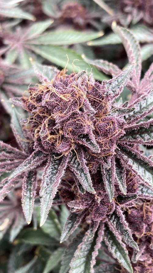 CN#6 Pora’s Purple Clones (Relentless). Week 12