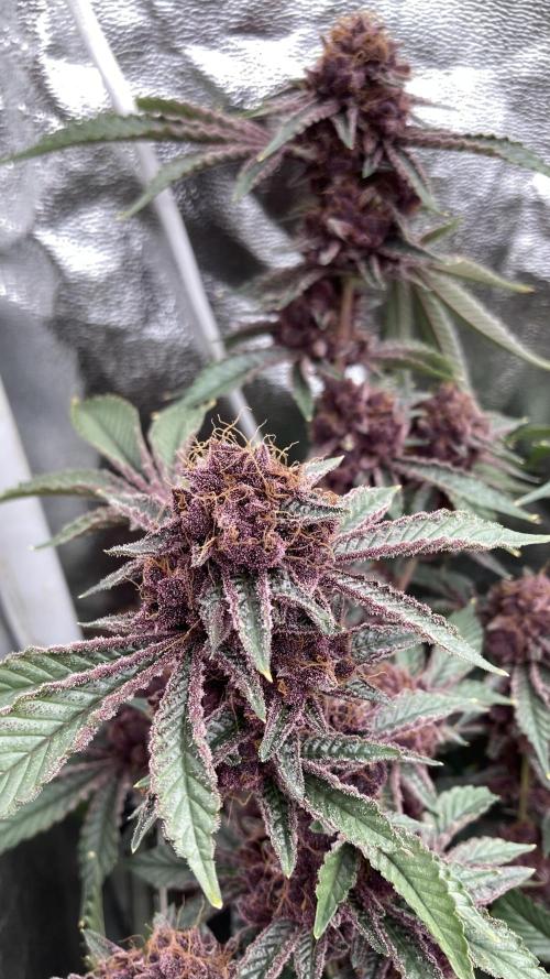 CN#6 Pora’s Purple Clones (Relentless). Week 12