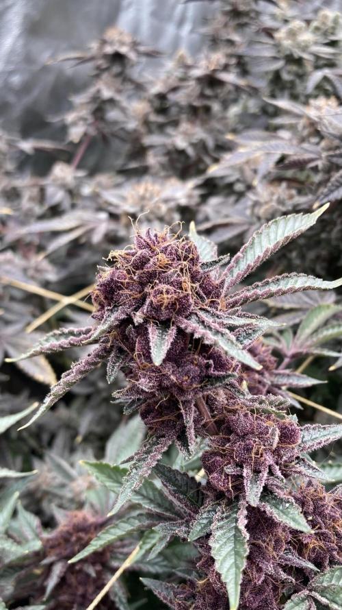 CN#6 Pora’s Purple Clones (Relentless). Week 12
