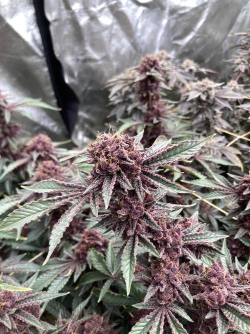 CN#6 Pora’s Purple Clones (Relentless). Week 12