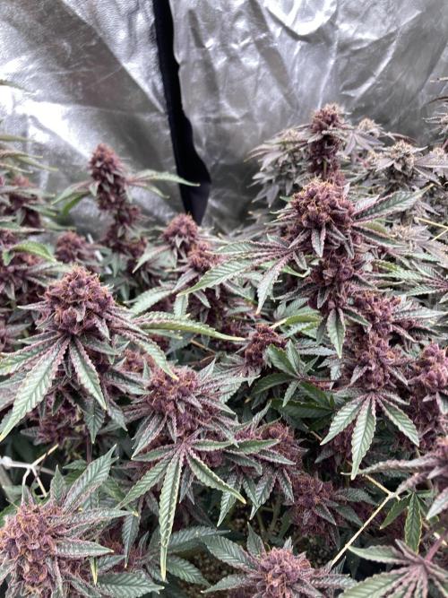 CN#6 Pora’s Purple Clones (Relentless). Week 12