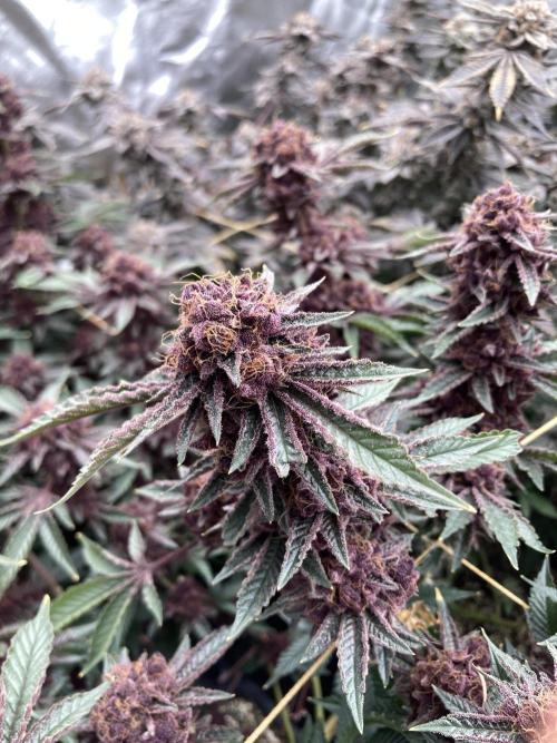 CN#6 Pora’s Purple Clones (Relentless). Week 12