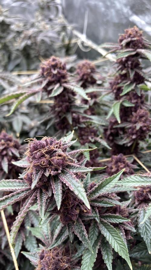 CN#6 Pora’s Purple Clones (Relentless). Week 12