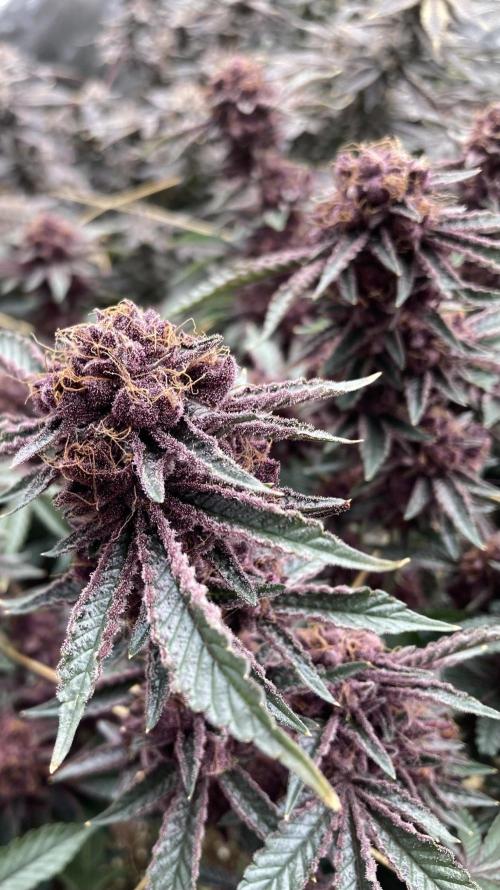CN#6 Pora’s Purple Clones (Relentless). Week 12