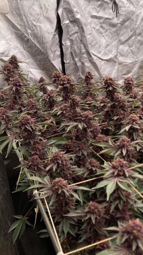 CN#6 Pora’s Purple Clones (Relentless). Week 12