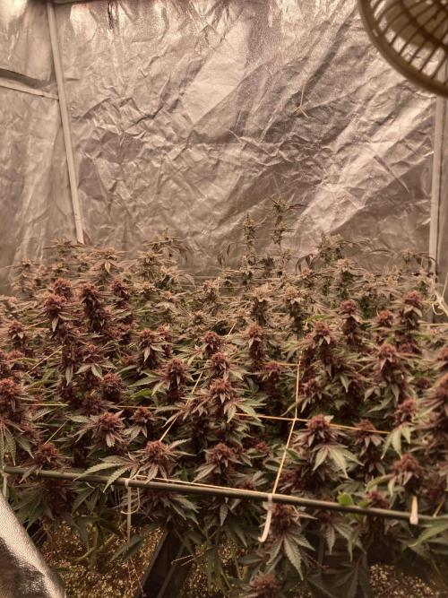 Colorado Nightshifter. Week 12