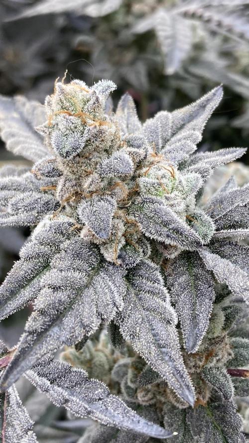 Gas Cream Runtz Clones (LIT Farms). Week 12