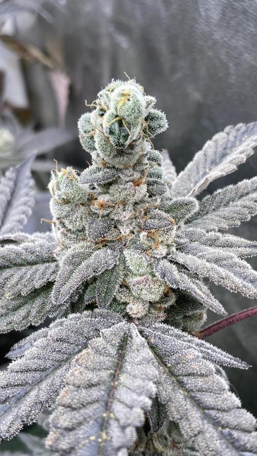 Gas Cream Runtz Clones (LIT Farms). Week 12