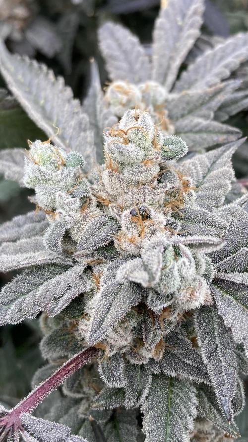 Gas Cream Runtz Clones (LIT Farms). Week 12