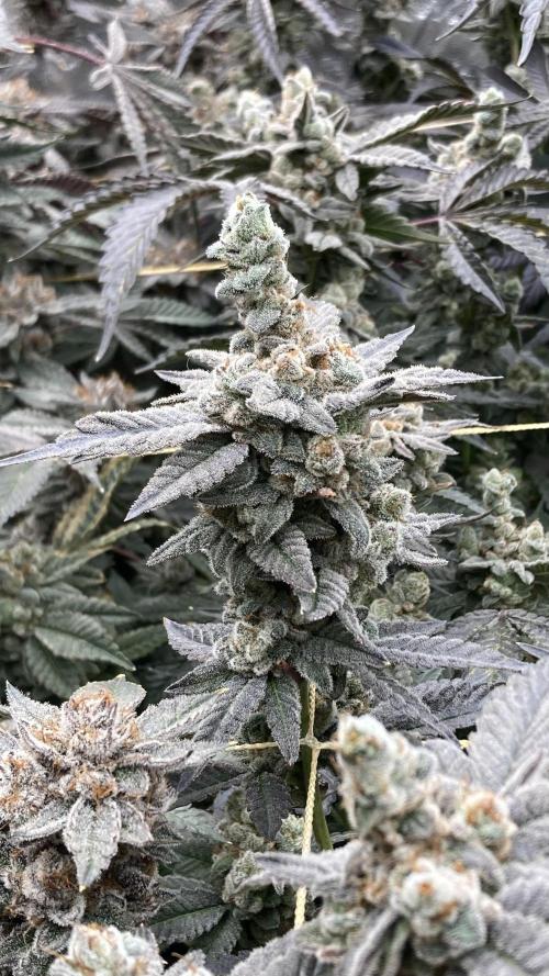 Gas Cream Runtz Clones (LIT Farms). Week 12
