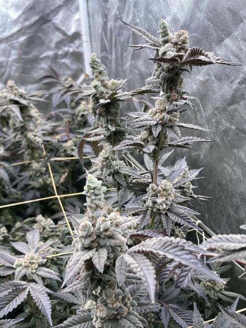 Gas Cream Runtz Clones (LIT Farms). Week 12