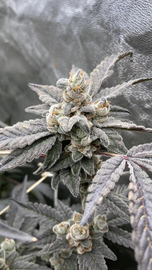 Gas Cream Runtz Clones (LIT Farms). Week 12