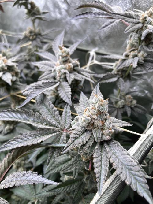 Gas Cream Runtz Clones (LIT Farms). Week 12
