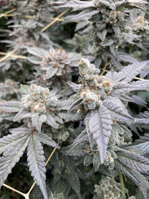 Gas Cream Runtz Clones (LIT Farms). Week 12