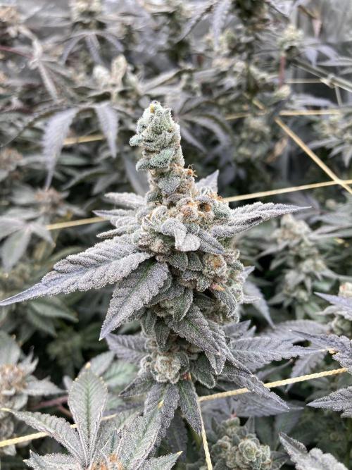 Gas Cream Runtz Clones (LIT Farms). Week 12
