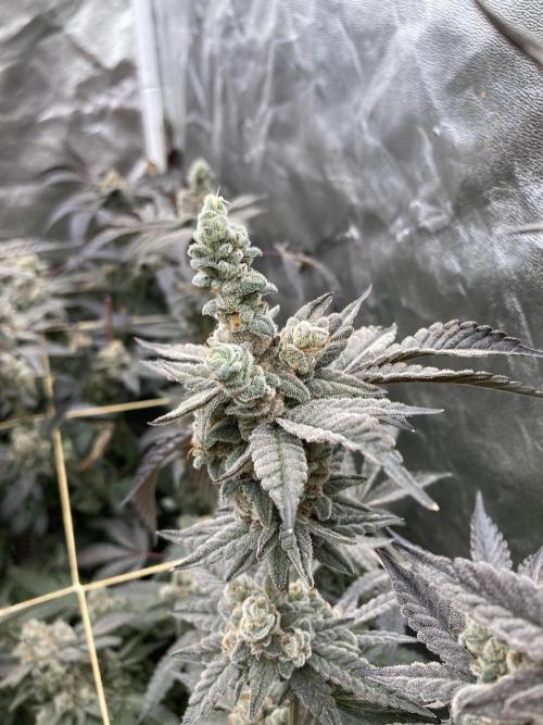 Gas Cream Runtz Clones (LIT Farms). Week 12
