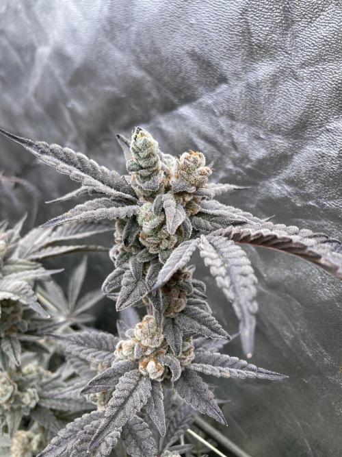 Gas Cream Runtz Clones (LIT Farms). Week 12