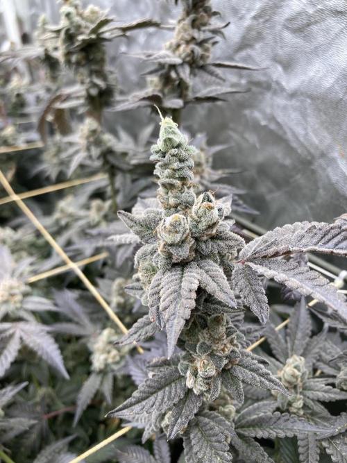 Gas Cream Runtz Clones (LIT Farms). Week 12