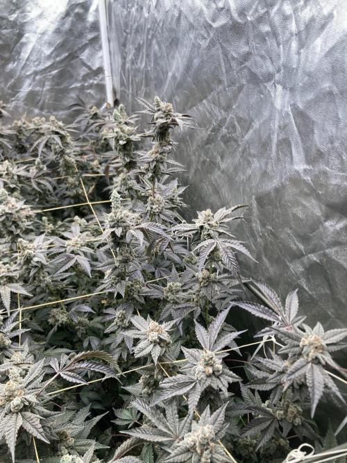 Gas Cream Runtz Clones (LIT Farms). Week 12